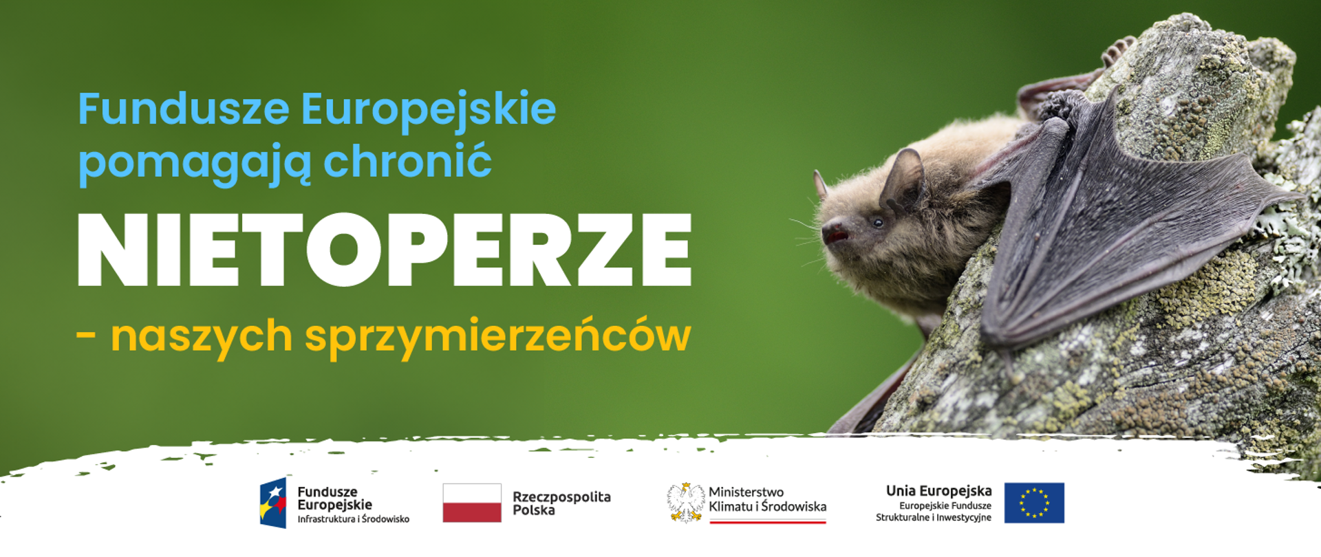 po prawej stronie napis: Fundusze Europejskie pomagają chronić nietoperze - naszych sprzymierzeńców, po lewej nietoperz na kawałku pokrytej mchem gałęzi. Na dole logotypy programu. 