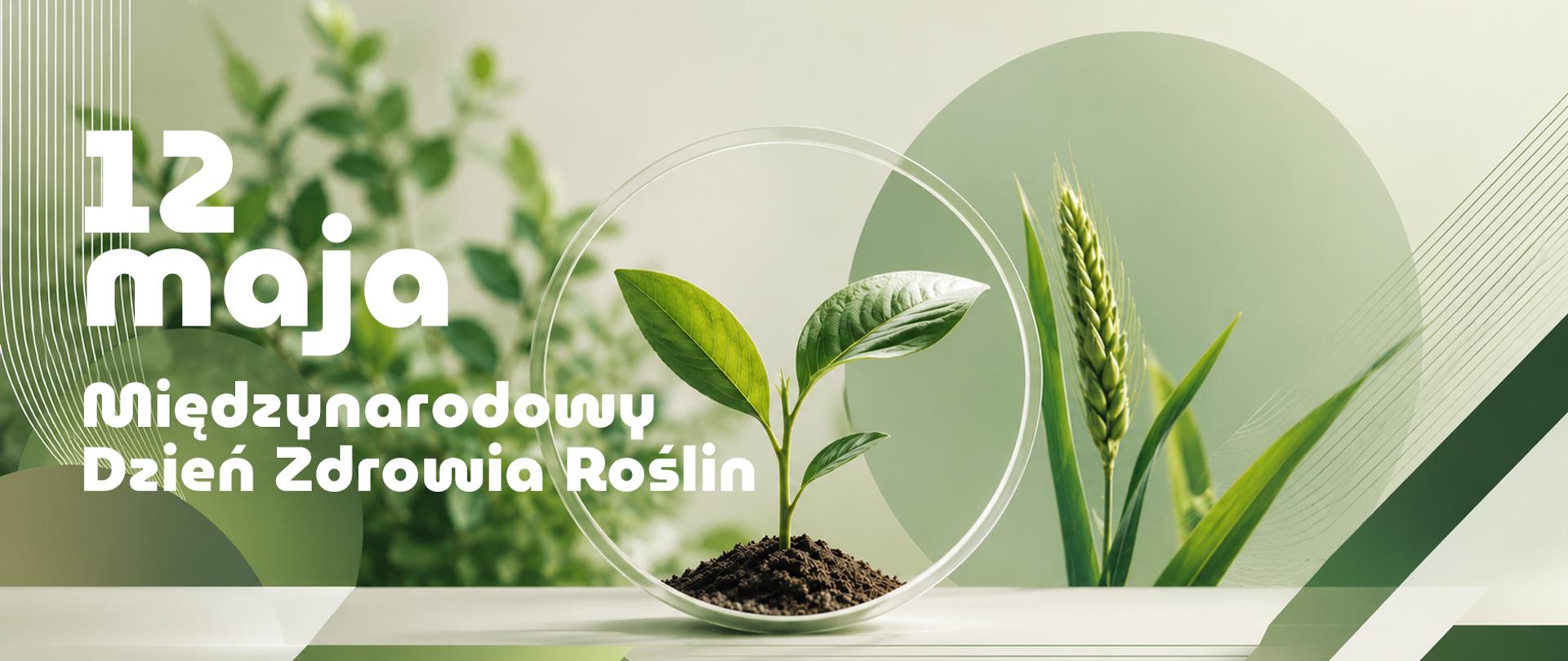 na grafice widoczne rośliny - jedna sadzonka z 3 listkami i bryłką brązowej ziemi ujęta w kółku, co świadczy o opiece. Całość w kolorystyce jasno i ciemnozielonej, do motywów liści dodane elementy graficzne geometryczne.