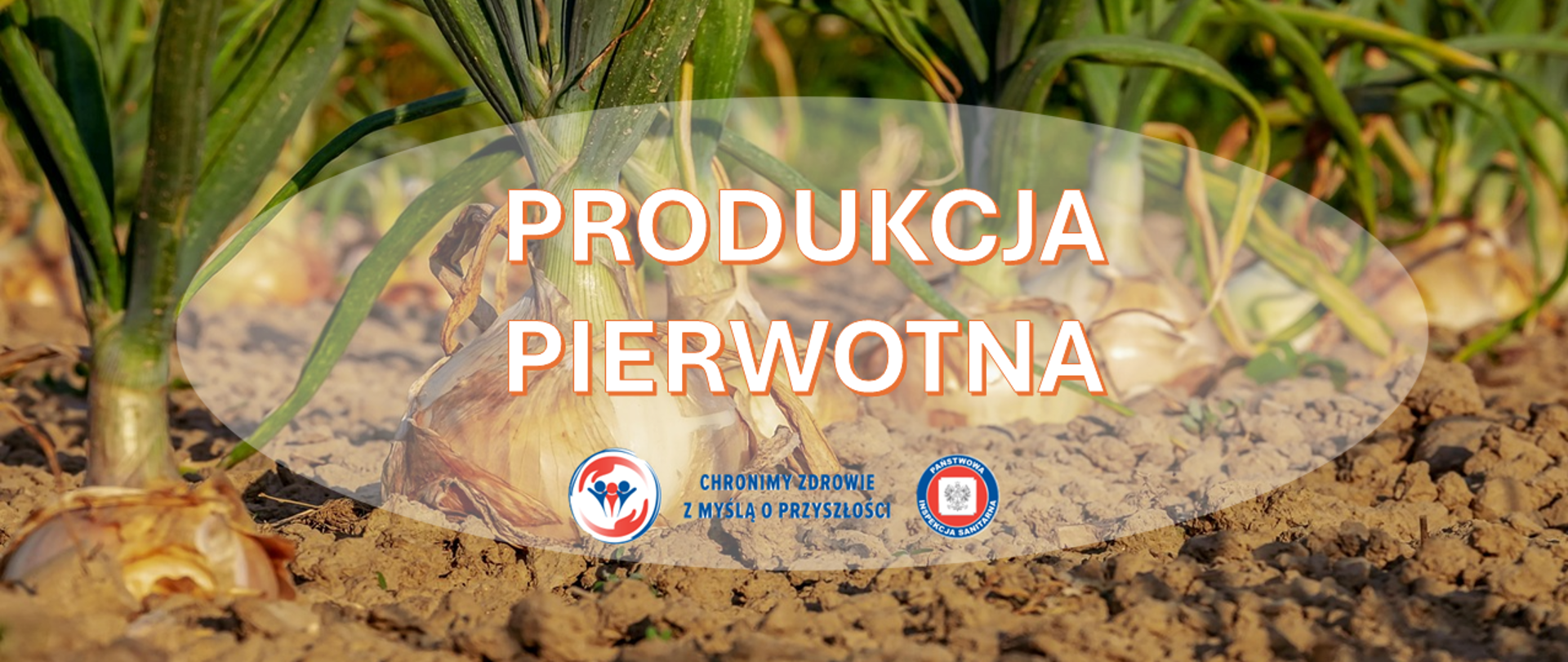 Uprawa cebuli rosnącej w rzędach na polu, przedstawiona z bliska na tle ziemi. Na środku widoczny jest napis ‘Produkcja pierwotna’, a pod nim dwa logotypy Państwowej Inspekcji Sanitarnej wraz z hasłem: "Chronimy zdrowie z myślą o przyszłości"
