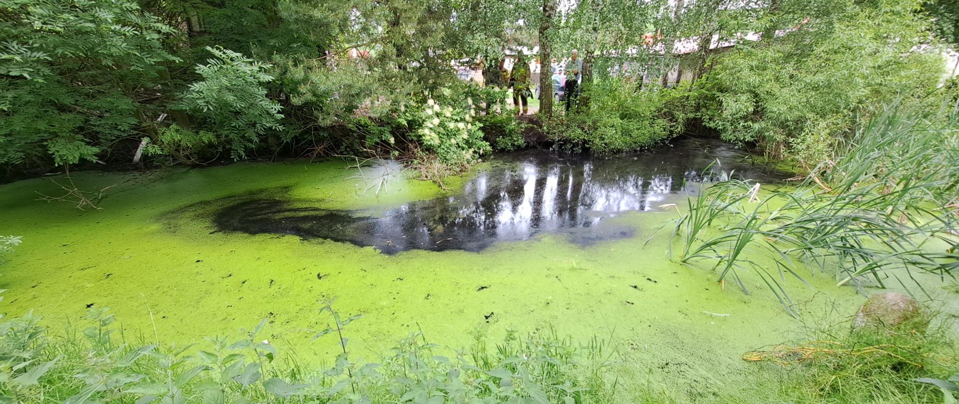 Na zdjęciu widzimy plamę substancji ropopochodnej, która rozlała się po powierzchni stawu.