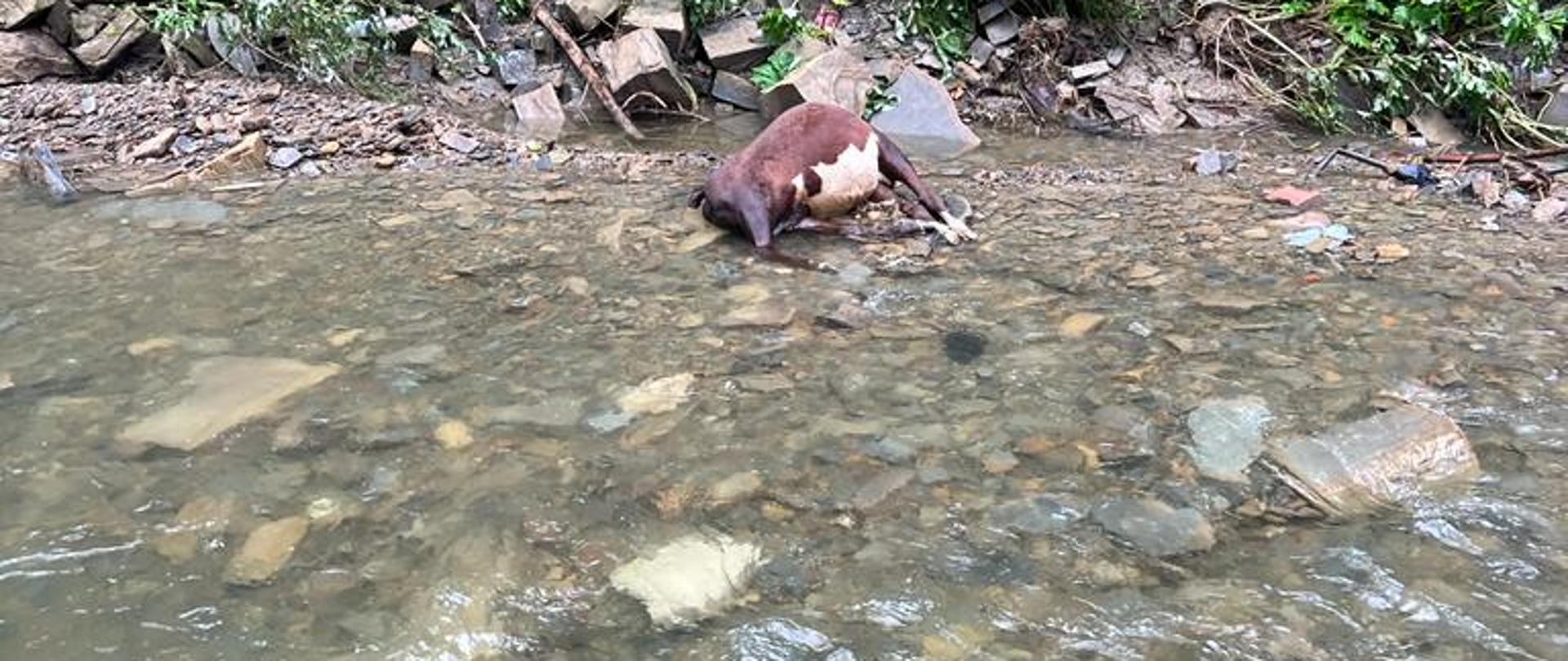 W miejscowości Nowe Bystre - martwy cielak znaleziony w korycie potoku Bystry