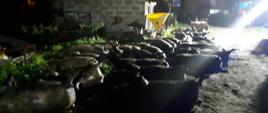 Zdjęcie przedstawia kilkadziesiąt sztuk padłych świń, poukładanych w rzędach obok siebie na podwórzu pomiędzy budynkami gospodarczymi. 