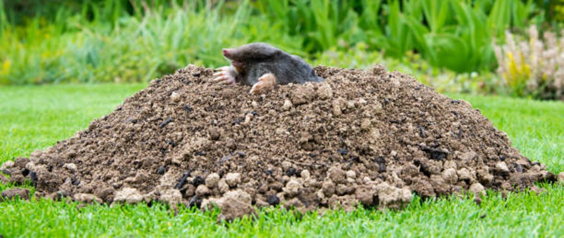 European mole (Talpa europaea) destroying lawn with its mole hills and underground tunnels
