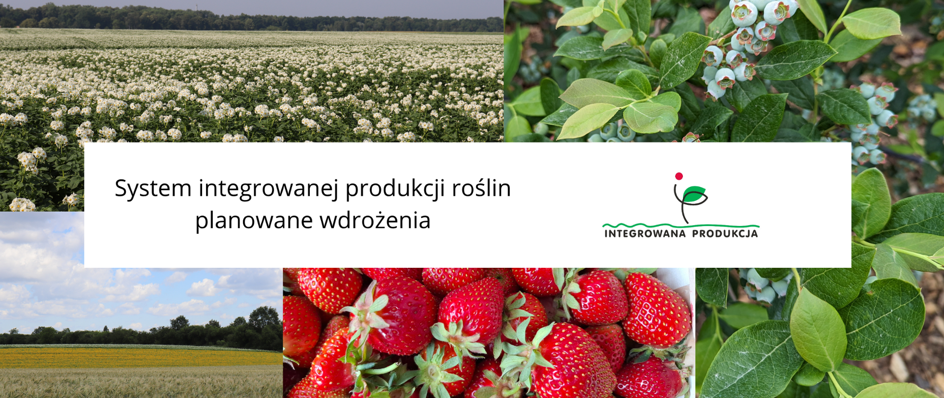 Ilustracja IP wdrożenia