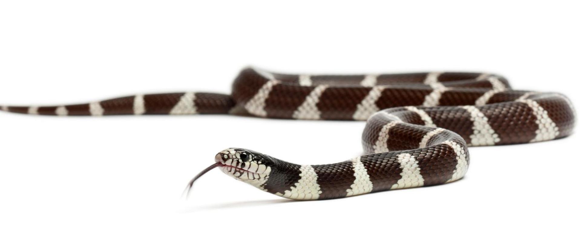 Biało-brązowy wąż z gatunku lancetogłów królewski na białym tle.