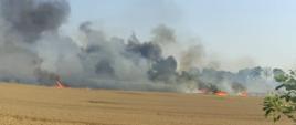 Walewice - pożar zboża