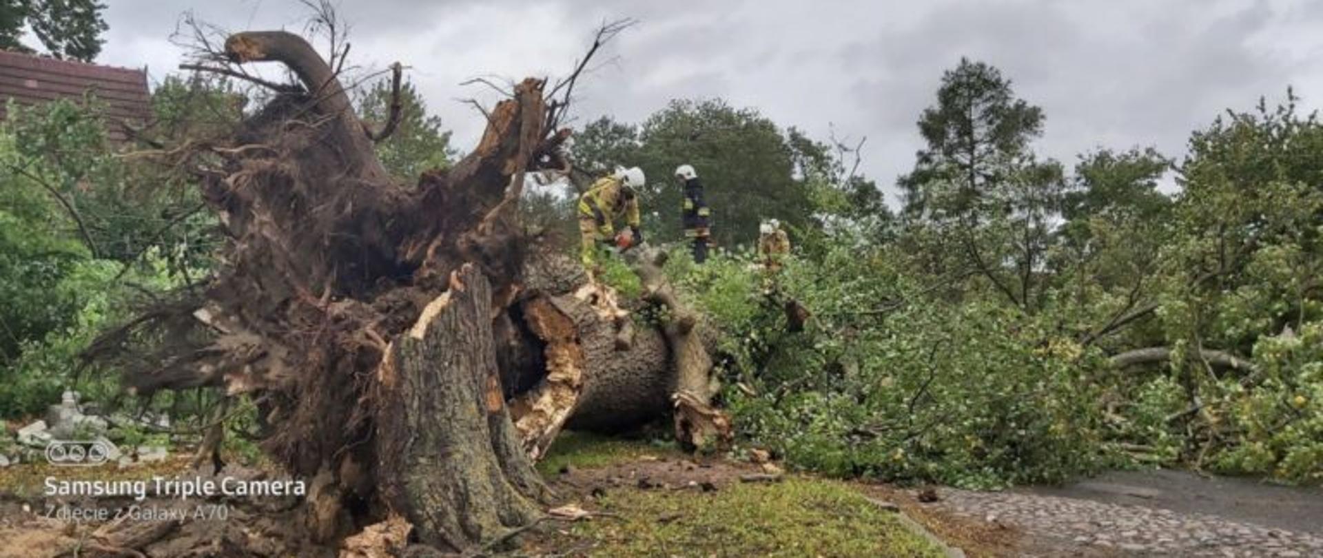Na zdjęciu mamy drzewo powalone na drogę oraz 3 strażaków pracujących nad jego usunięciem.