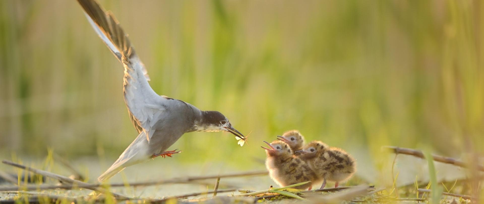 Spotkanie_ornitologów