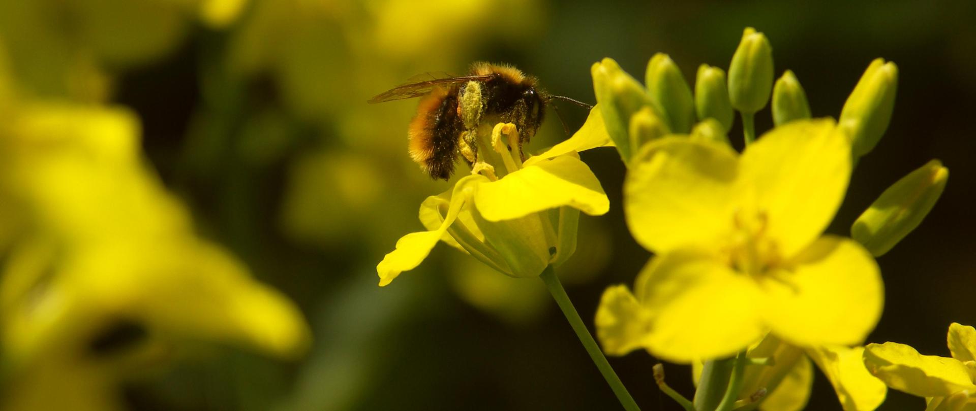 Pszczoła na kwiatostanie rzepaku