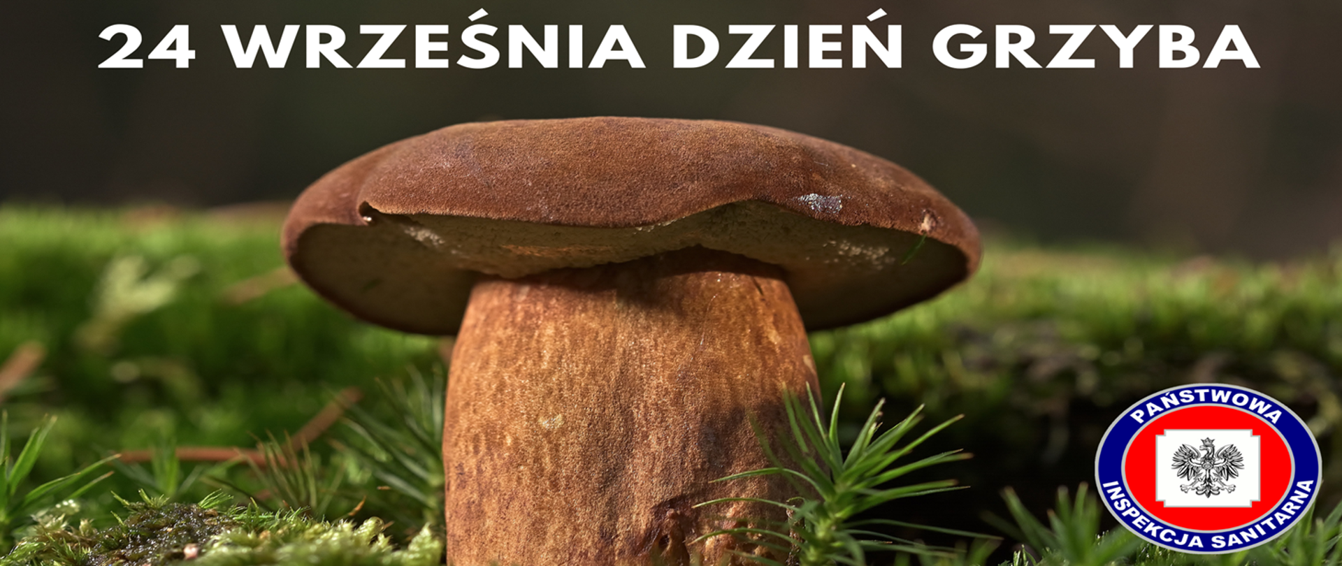 24 września Dzień Grzyba