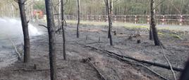 Pożarze lasu w Kiszewie