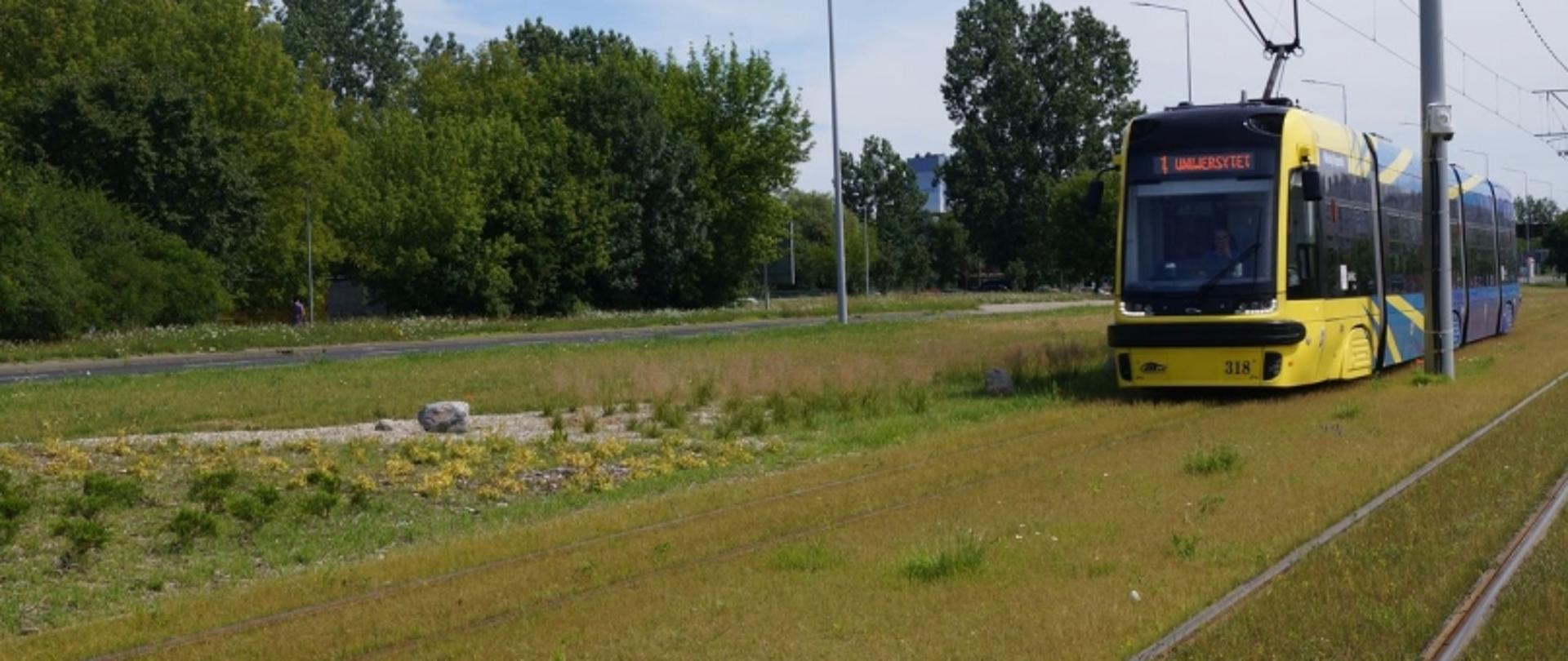 Tramwaj w kolorach żółtym i niebieskim jadący przez zielony teren z drzewami, z napisem "LUMUMBOWSKA" jako kierunkiem.