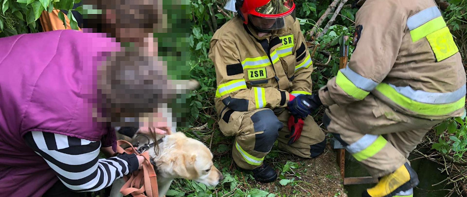 Uwolnienie psa ze studni - strażacy ubrani w ubrania specjalne koloru piaskowego wynieśli psa labradora ze studni i przekazują go właścicielce ubranej w kamizelkę koloru fioletowego, bluzka koloru granatowego w białe paski.