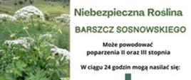 Niebezpieczna Roślina Barszcz Sosnowskiego