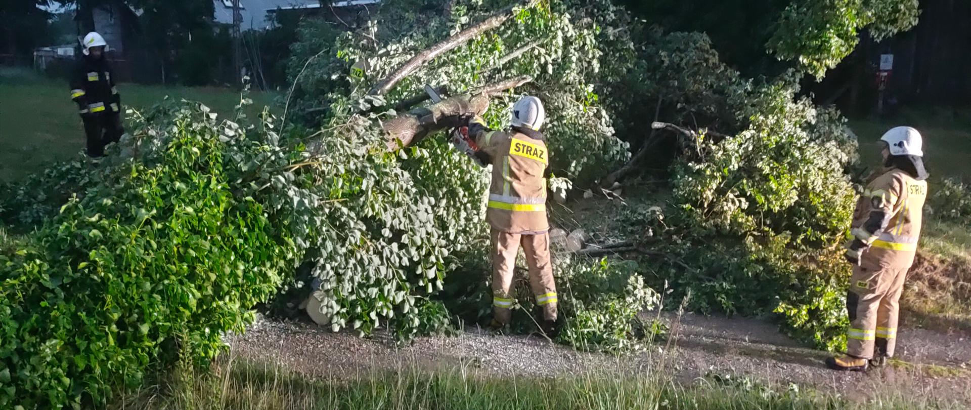 Strażacy w trakcie cięcia piłą motorową przewróconego drzewa na drodze.