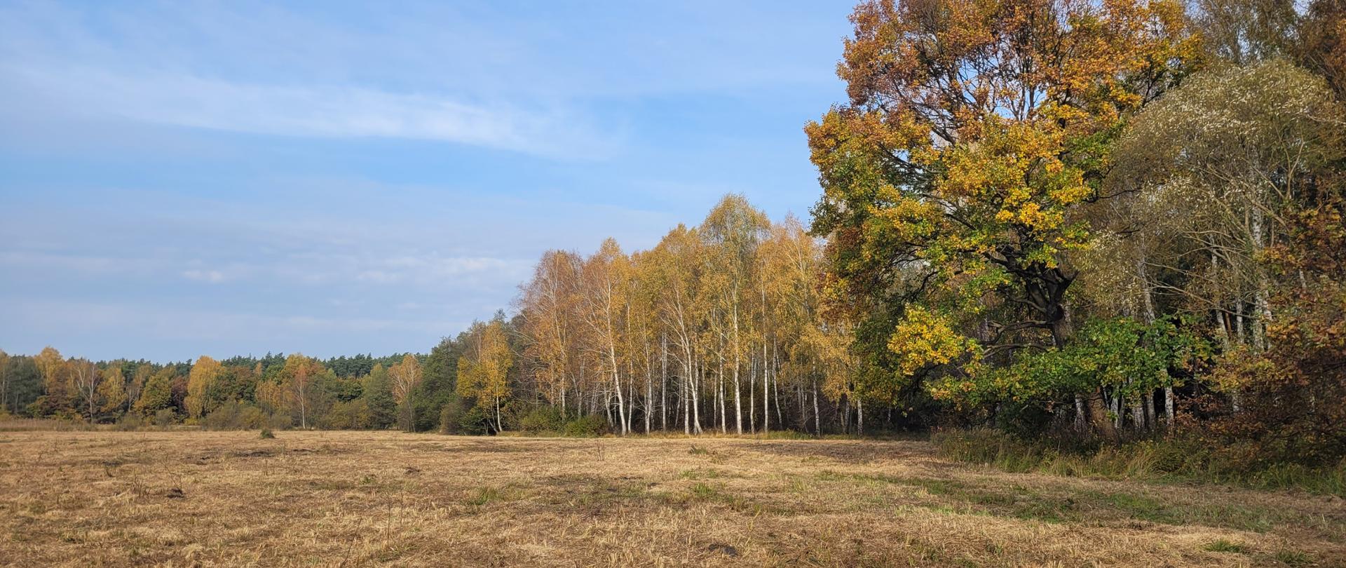 pusty teren skoszona łąka w tle drzewa z kolorowymi liśćmi