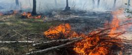 Płomienie trawią powalone gałęzie i ściółkę w zadymionym lesie brzozowym