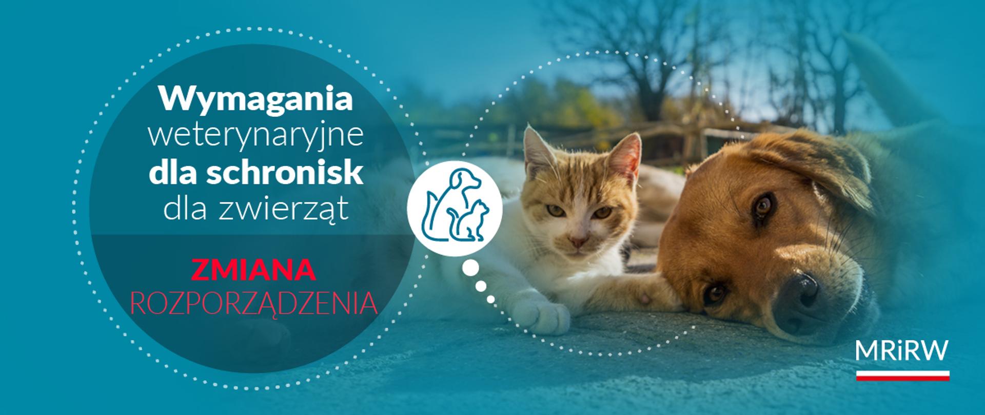 kot i pies leżące obok siebie