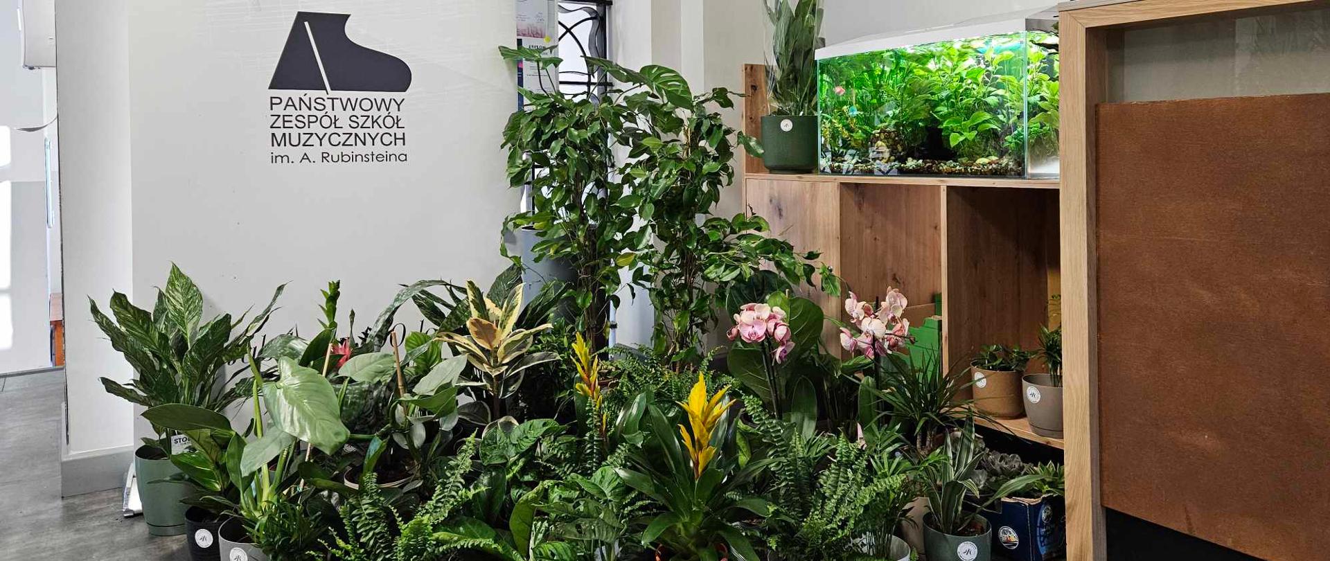 na zdjęciu po prawej stronie akwarium po lewej plakat z czarnym napisem państwowy zespół szkół muzycznych na dole ustawione zielone kwiaty w donicach 