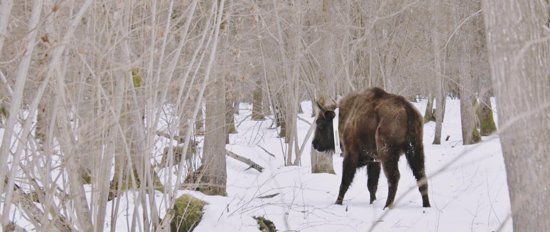 Collared bison photo: Saule Technologies