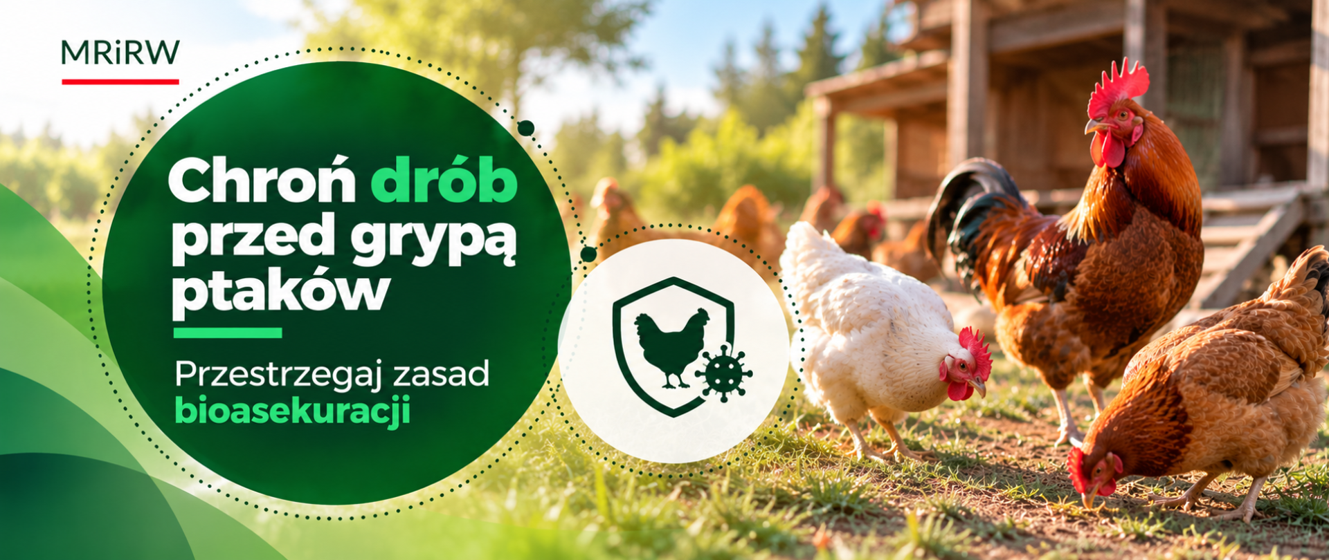 Jesienna migracja ptaków zwiększa zagrożenie grypą ptaków. Pamiętajmy o przestrzeganiu zasad bioasekuracji
