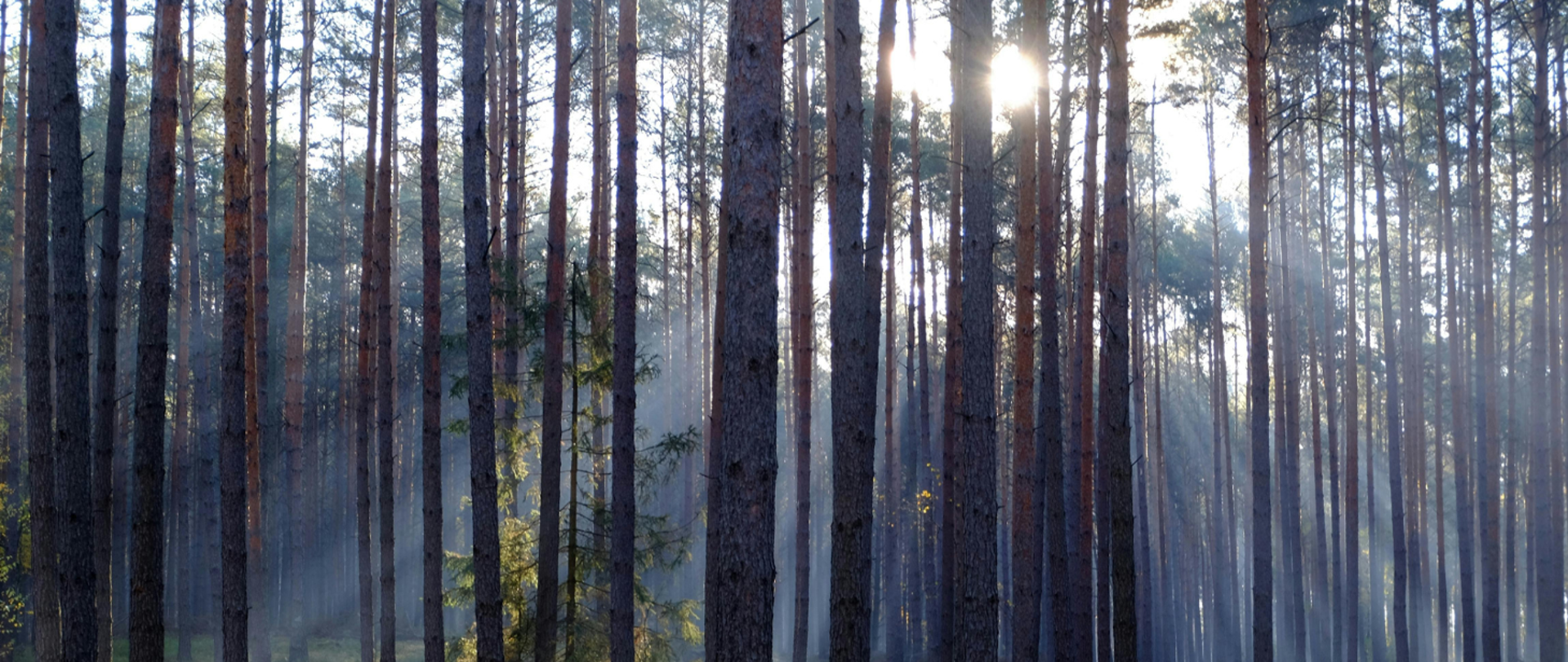 Widok czystego lasu rozświetlonego słońcem