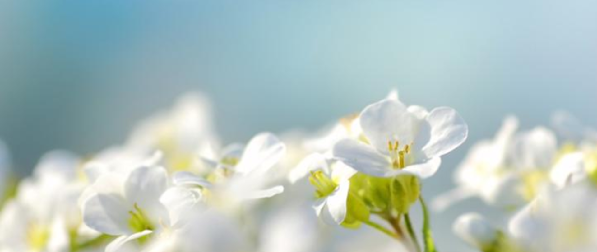 Białe kwiaty na błękitnym tle.