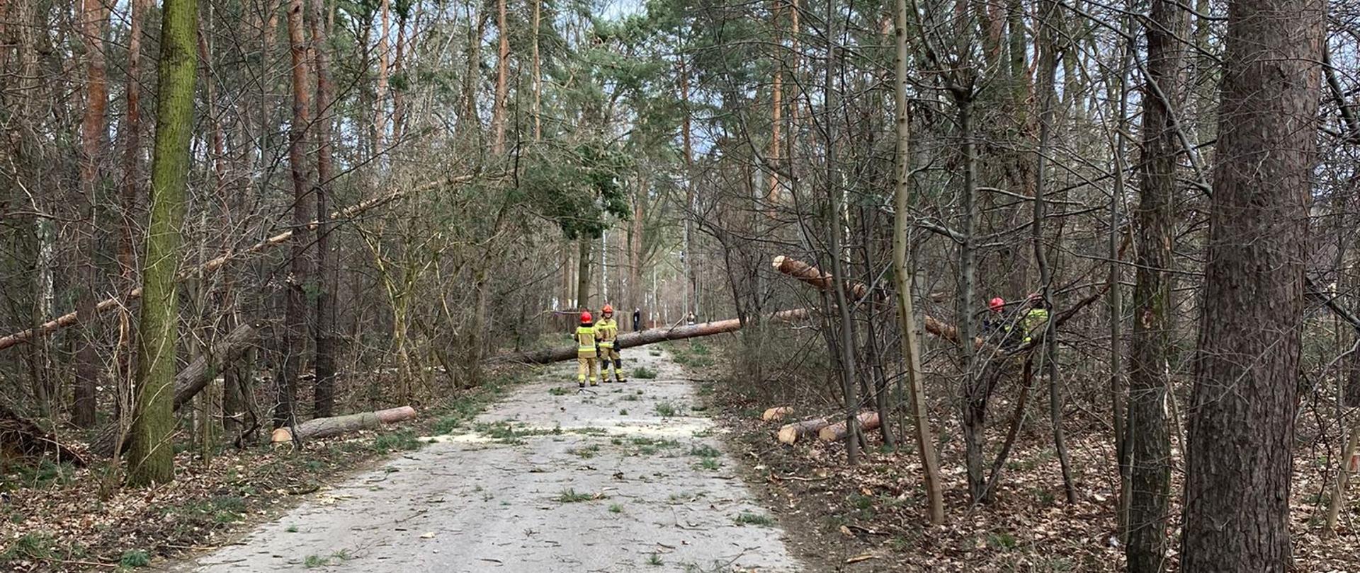 Fotografia przedstawia jedną z dróg w rejonie JRG 10 na drodze i poboczu widać kilka powalonych drzew. Na drugim planie widać strażaków pracujących pilarkami przy udrażnianiu jezdni. Uszkodzone i pocięte drzewa układane są na poboczu