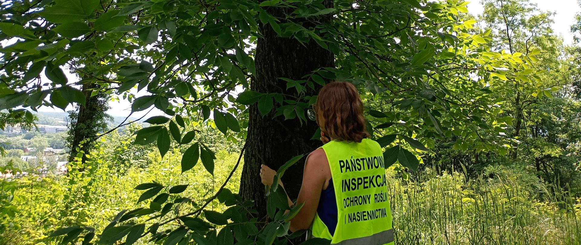 Pracownica Oddziału w Lubaniu w kamizelce odblaskowej z nazwą Inspekcji oglądająca przez lupę liście orzesznika siedmiolistkowego. W górnej części pnia drzewa przymocowana zielona tabliczka z napisem pomnik przyrody.