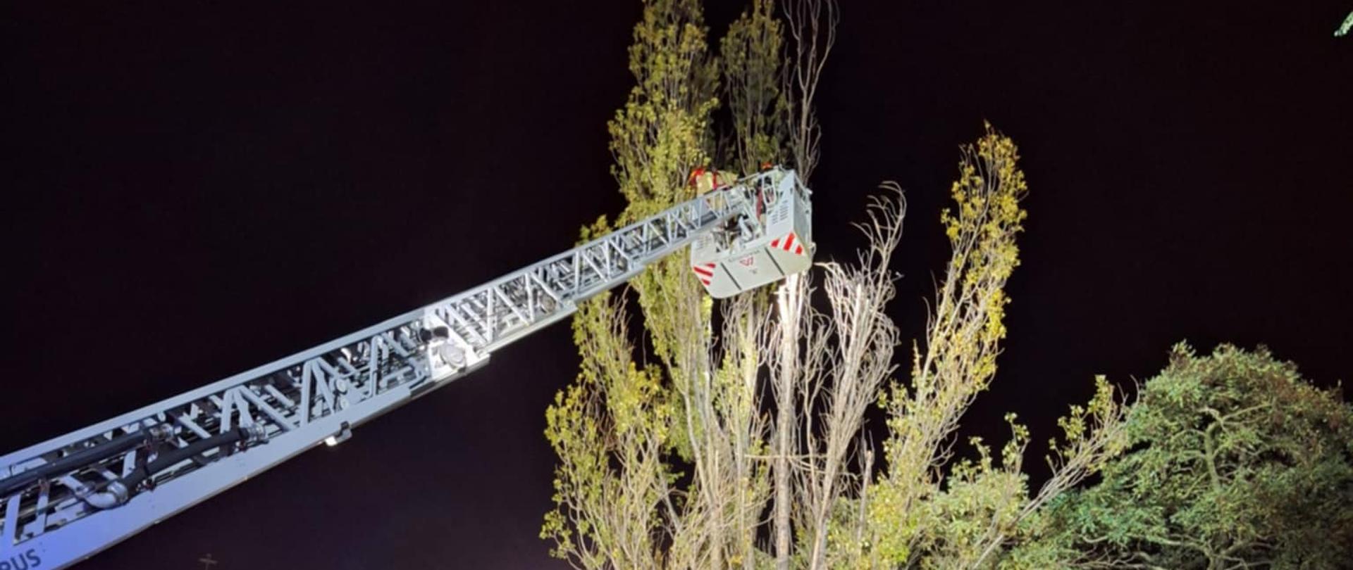 Na zdjęciu w porze nocnej widzimy samochód strażacki z drabiną. Dwóch strażaków z kosza drabiny mechanicznej na wysokości ok. 10 m tną nadłamane konary drzewa. W tle widać kosćiół.