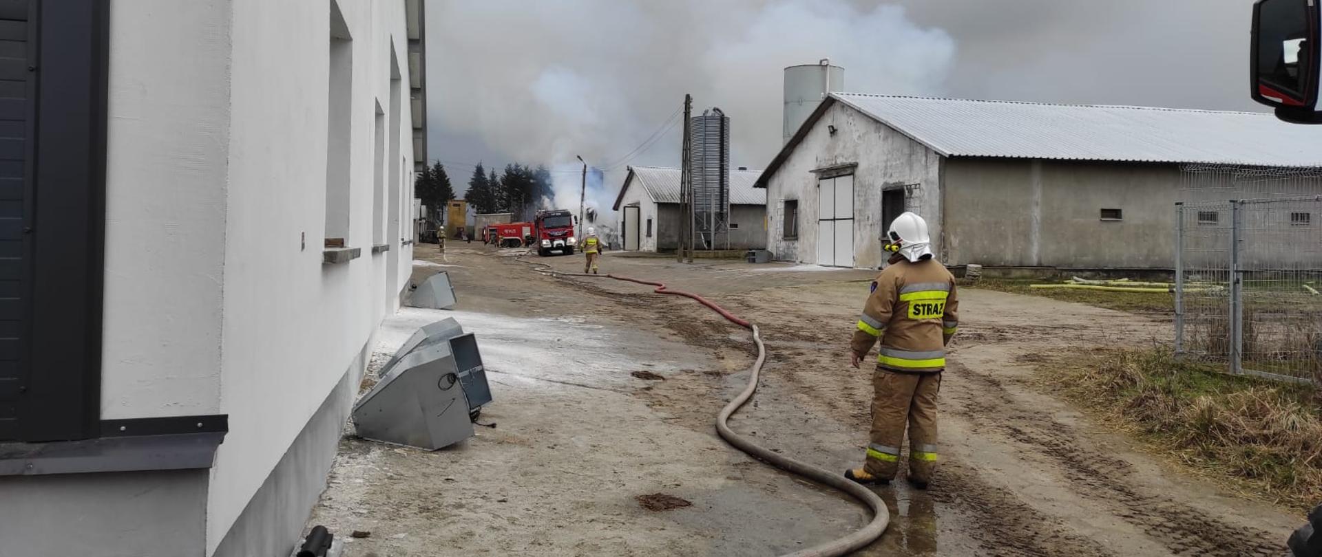 Na zdjęciu strażak, który buduje linię wężową do przetłaczania wody. W tle budynki inwentarskie oraz dym.