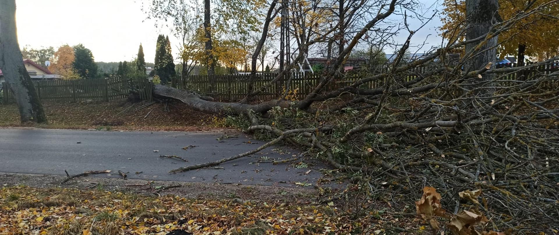 Powalone drzewo leżące na drodze asfaltowej. Konary na drodze, pień grubego drzewa częściowo na posesji i drewnianym zniszczonym przez drzewo ogrodzeniu. W tle drzewa i obiekty. 