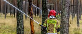 Strażak trzyma prądownicę i gasi pożar lasu.