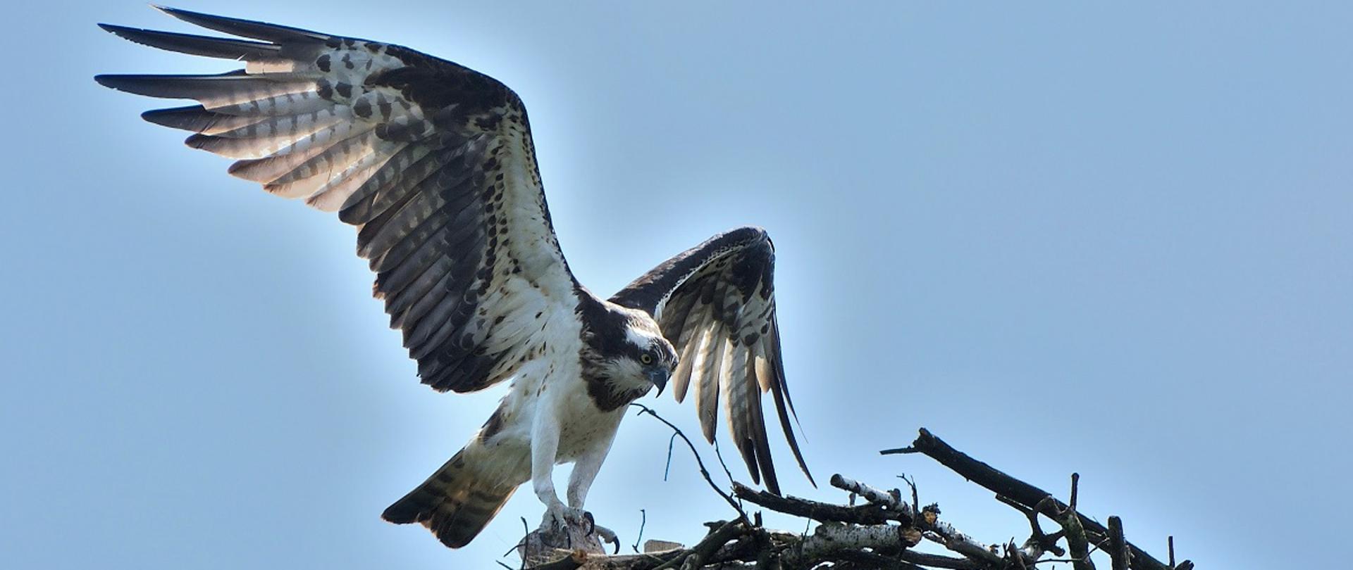 Biało-brązowy ptak (rybołów) z rozłożonymi skrzydłami siedzi na gnieździe złożonym z gałęzi na tle błękitnego nieba.