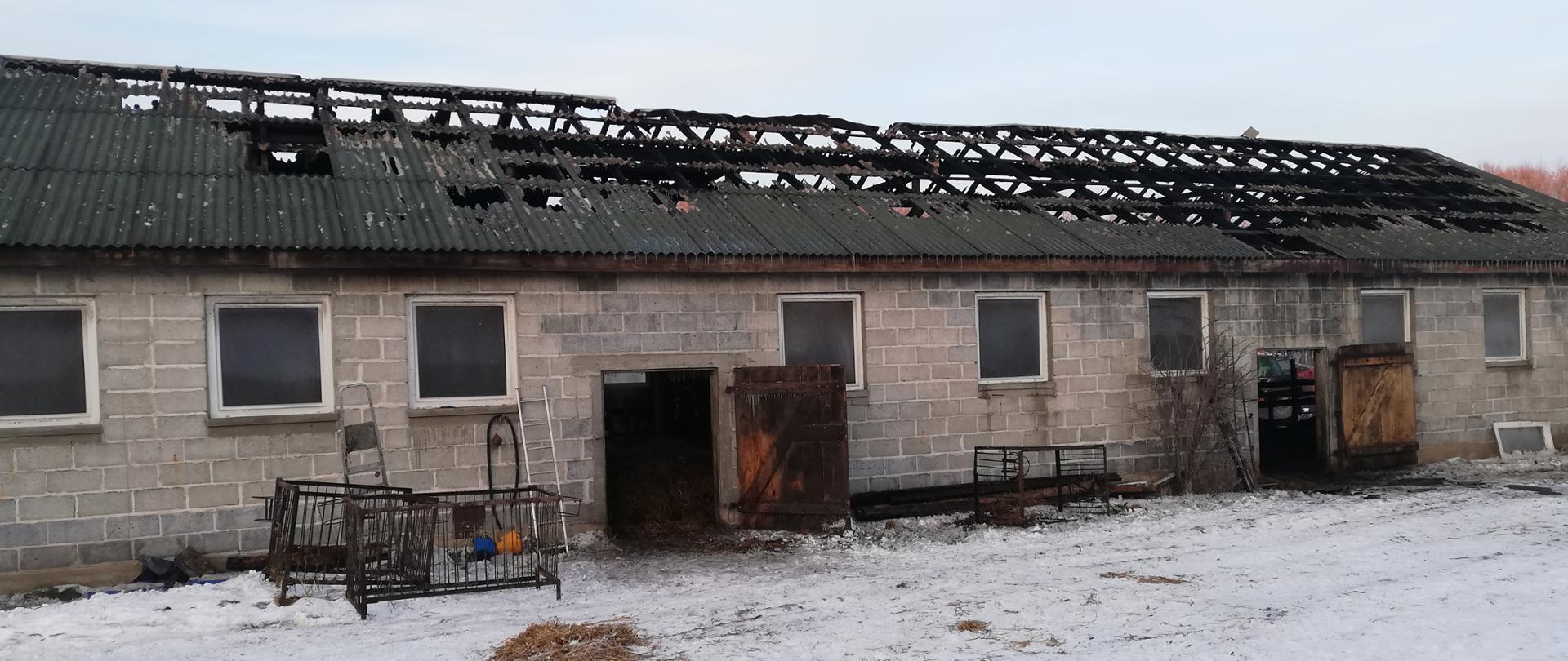 Zdjęcie przedstawia budynek obory na zewnątrz. Budynek wykonany z białego pustaka, pokryty eternitem który w 90% uległ spaleniu, co uwidoczniło dziurę w dachu na jego długości. Po obu końcach budynku znajdują się drzwi drewniane wejściowe w kolorze brązowym. Na całej długości budynku umieszczone są również okna koloru białego. Przed wejściem do budynku ustawione są dwa metalowe kojce dla zwierząt. Powierzchnia przed budynkiem pokryta śniegiem. 