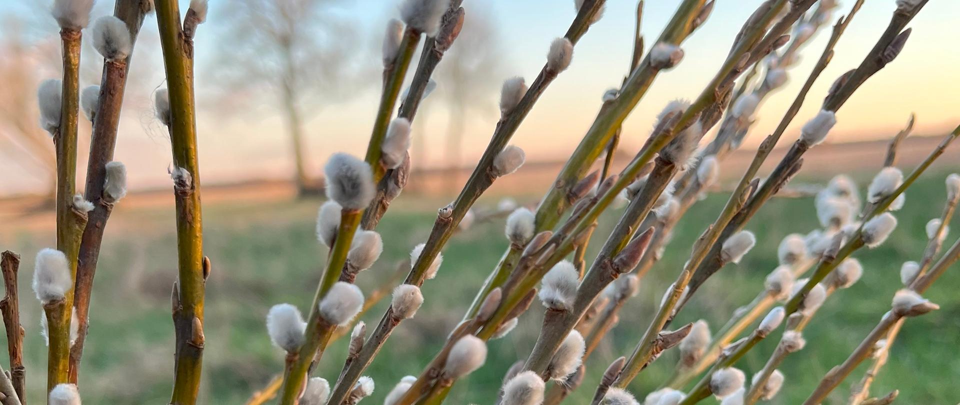 pędy wierzby z baziami