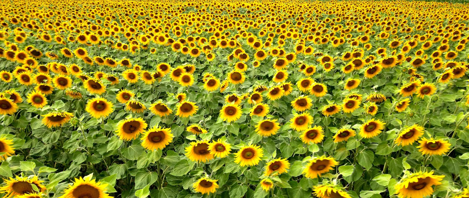 Kwiaty słoneczników