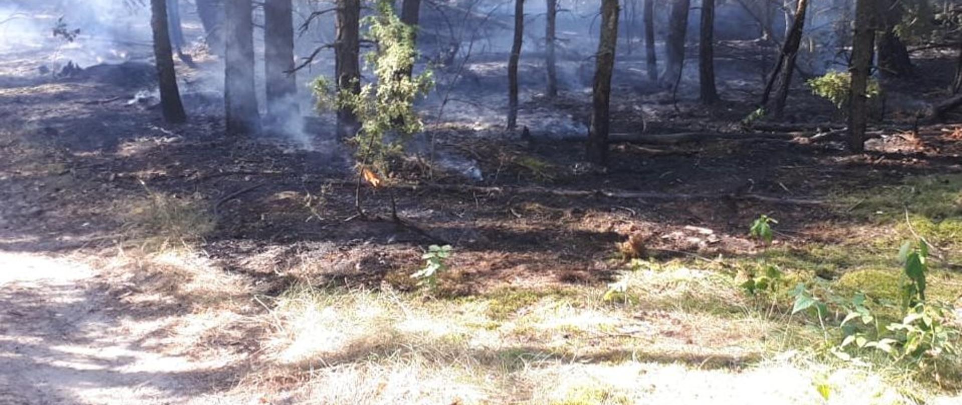 Obok zielonej ściółki w lesie pomiędzy drzewami widać spaloną czarną ściółkę.