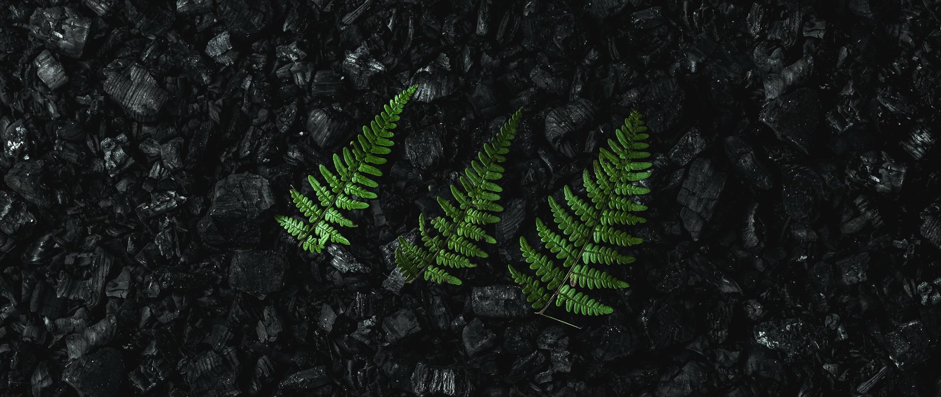 Trzy liście paproci na hałdzie węgla