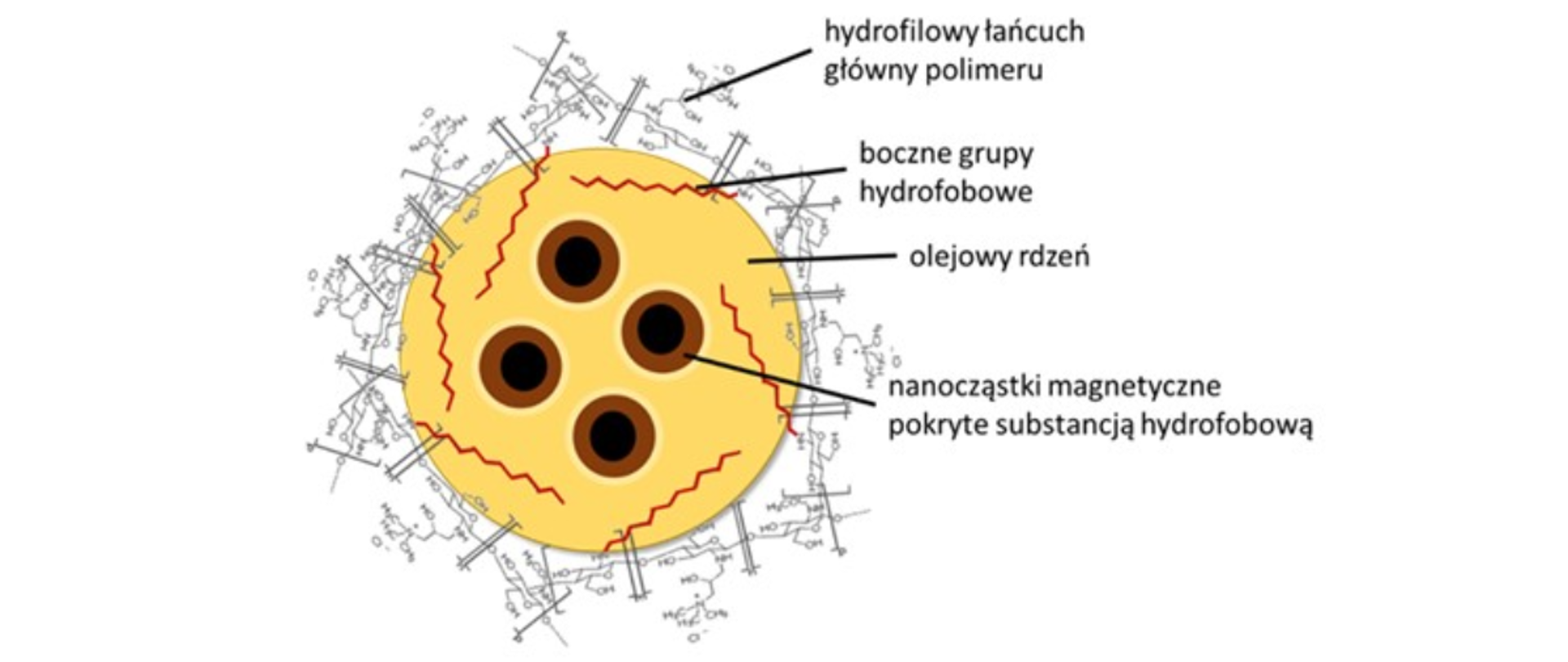 Schemat magnetycznej kapsuły opartej na ciekłym rdzeniu stabilizowanym amfifilowym polimerem szczepionym.