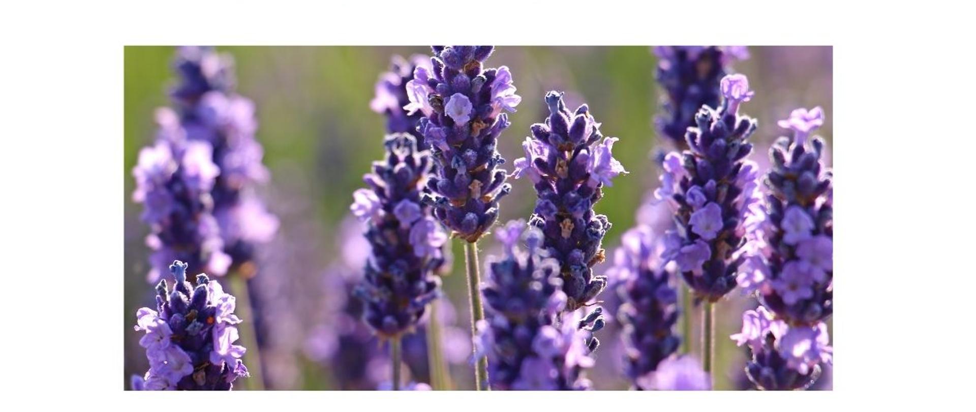 Ulotka informująca o zmianie od 1 lipca 2025 r. przepisów dotyczących obowiązku urzędowych badań laboratoryjnych pod kątem bakterii Xylella fastidiosa dla do-datkowych gatunków roślin przeznaczonych do sadzeni