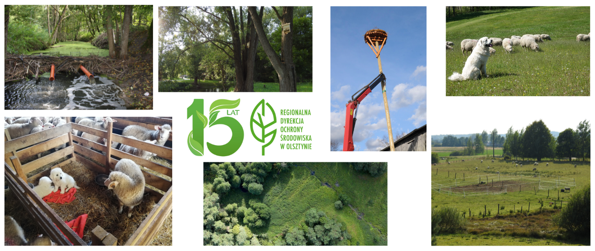 Na białym tle ułożony kolaż ze zdjęć przedstawiających: łąki, pastwisko z owcami które pilnuje pies, zagrodę z owcami i dwoma szczeniakami, drzewa z budkami rozrodczymi dla nietoperzy, wybudowaną przez bobry tamę wraz z urządzeniami obniżającymi poziom wody w rozlewisku, słup z platformą wypełnioną materiałem gniazdowym dla bocianów. Na środku widnieje napis: 15 lat Regionalna Dyrekcja Ochrony Środowiska w Olsztynie wraz z logo (zielony liść).