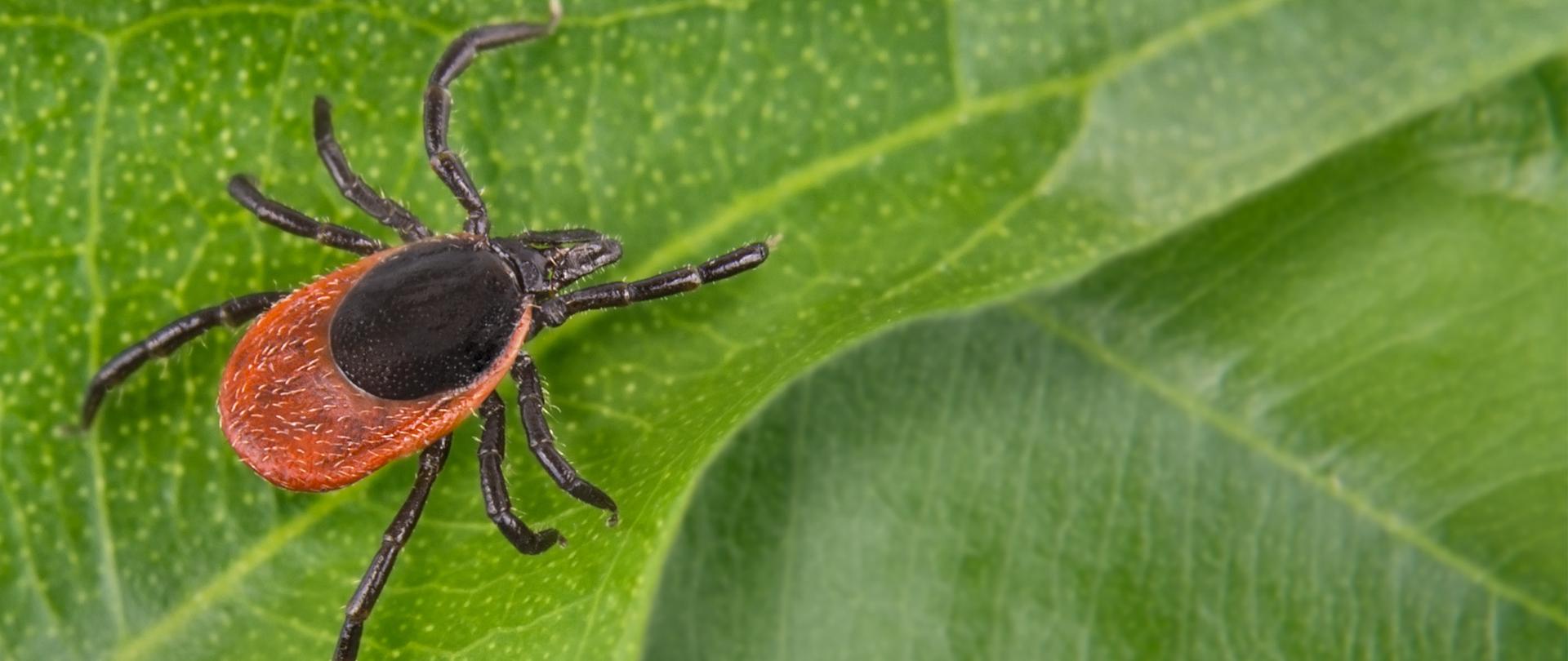 Brązowy kleszcz na zielonym liściu.