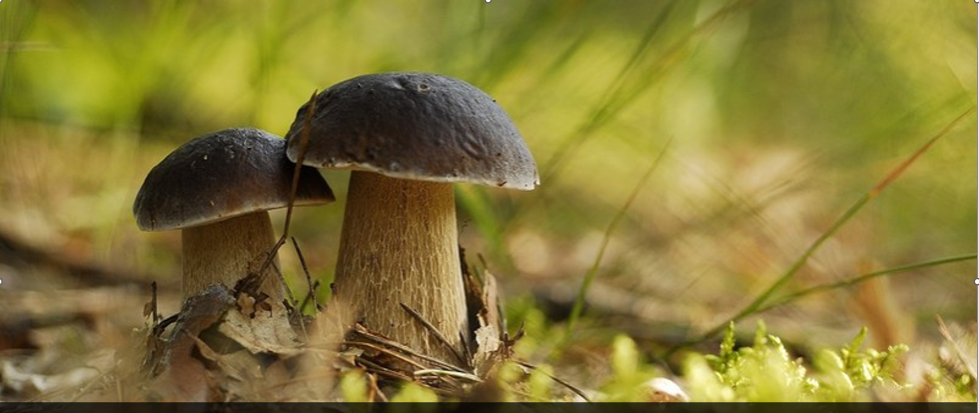 Dwa grzyby - borowiki w liściach. Napis: Bezpieczne grzybobranie. Jak prawidłowo zbierać grzyby?