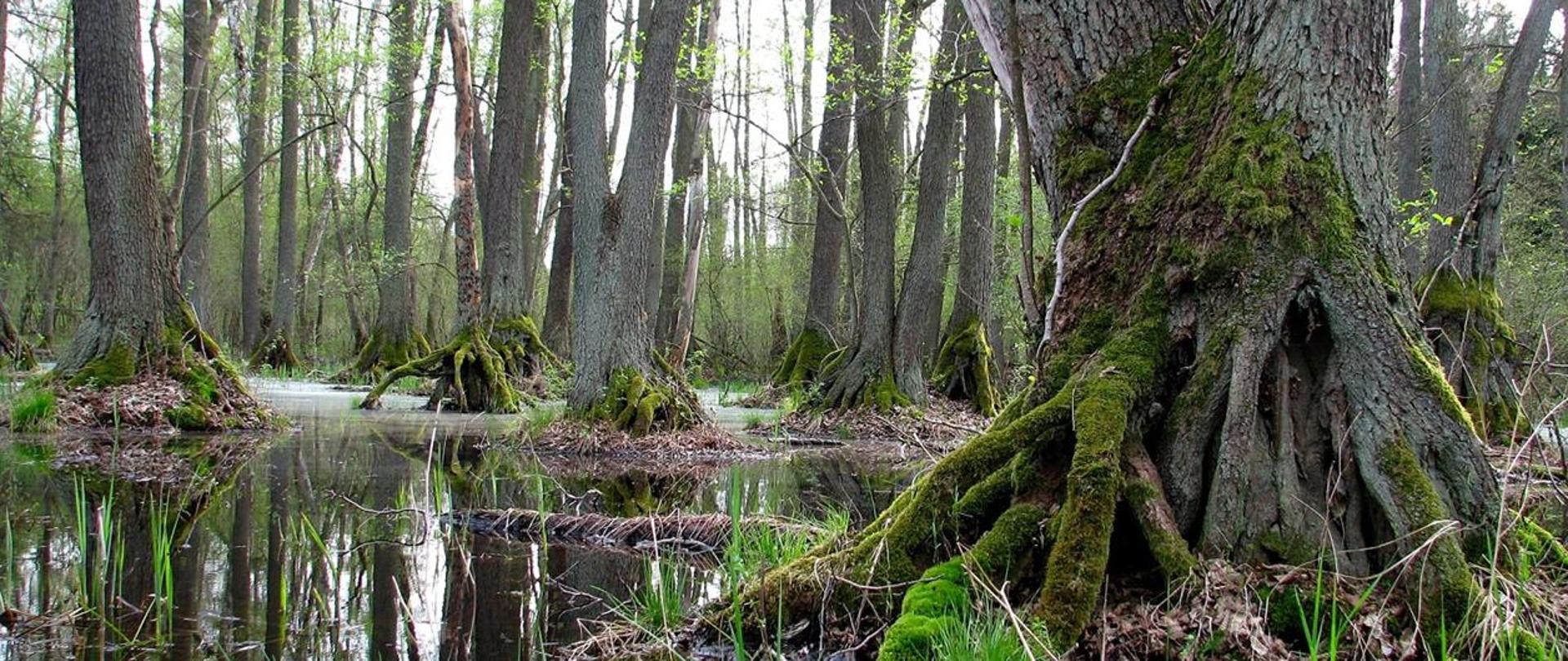 Na zdjęciu drzewa we wodzie 