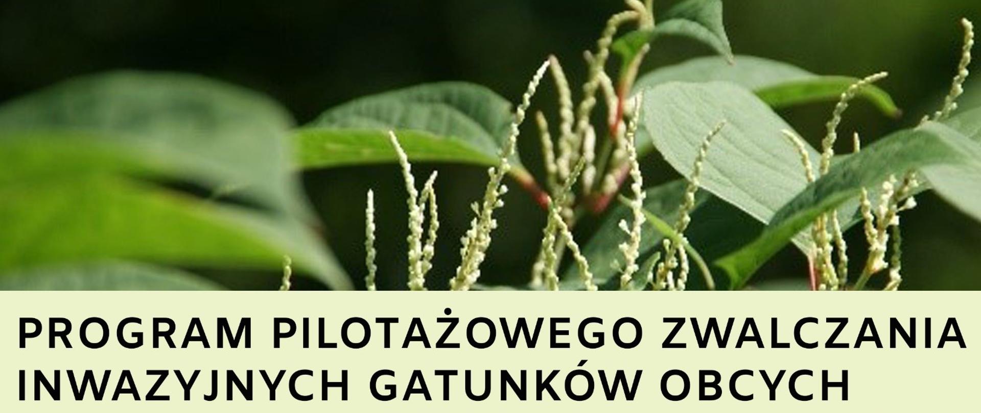 Grafika zawiera napis "Program pilotażowanego zwalczania inwazyjnych gatunków obcych", w tle kwitnący rdestowiec