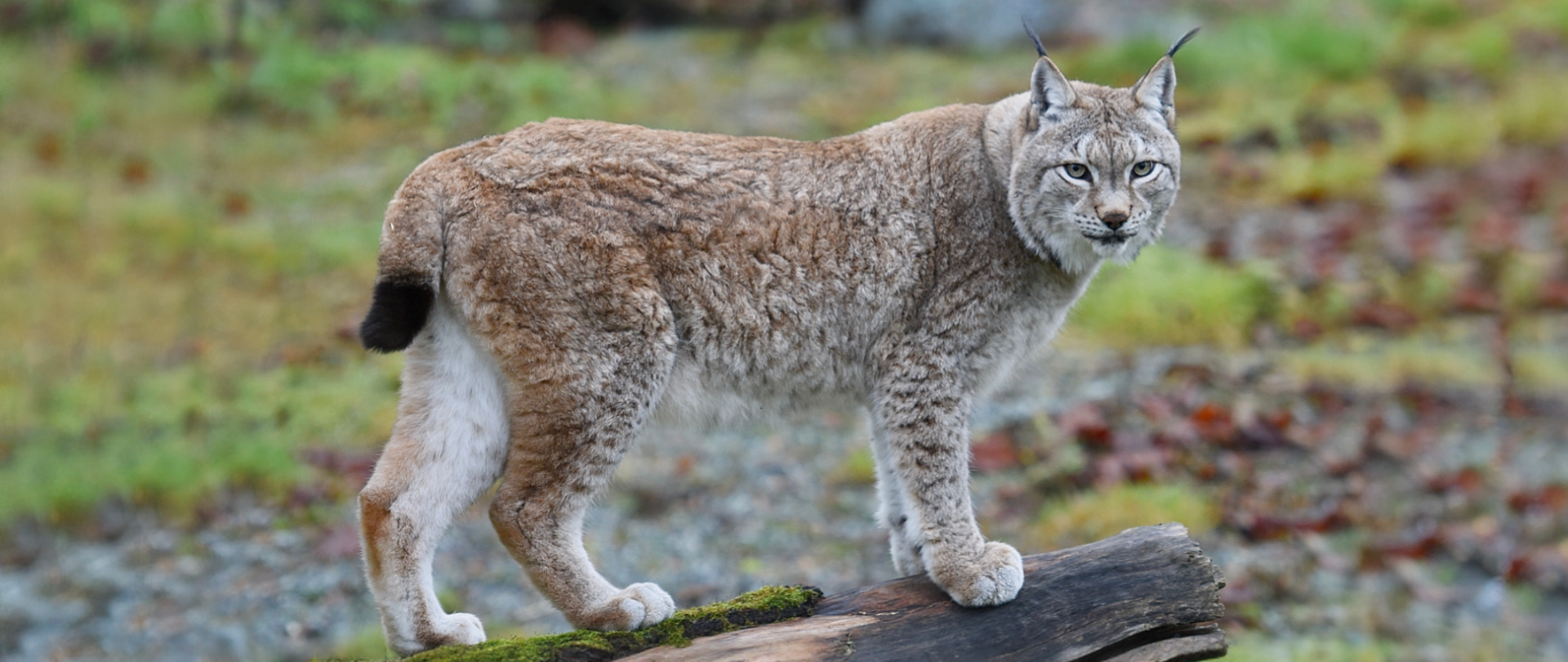 Ryś (Lynx lynx)