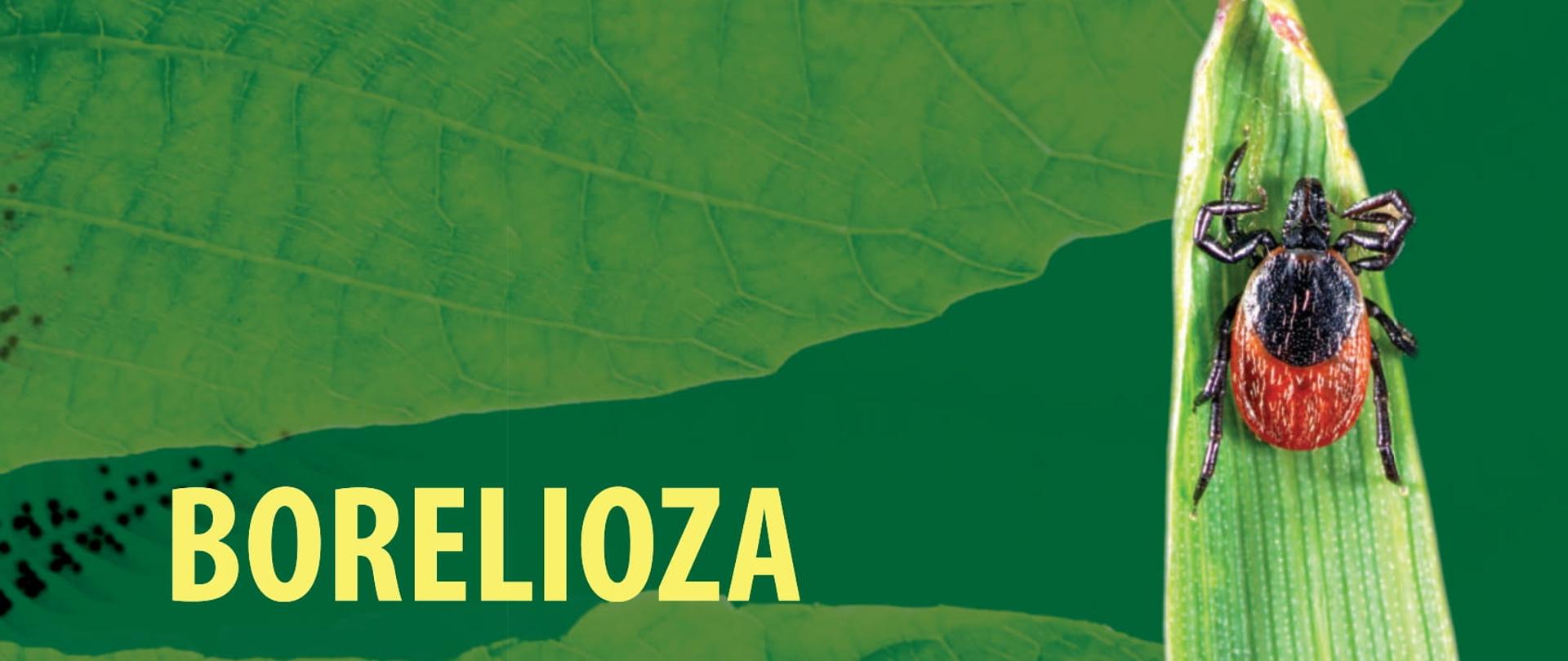 broszura_borelioza_IMW-1_(2)
