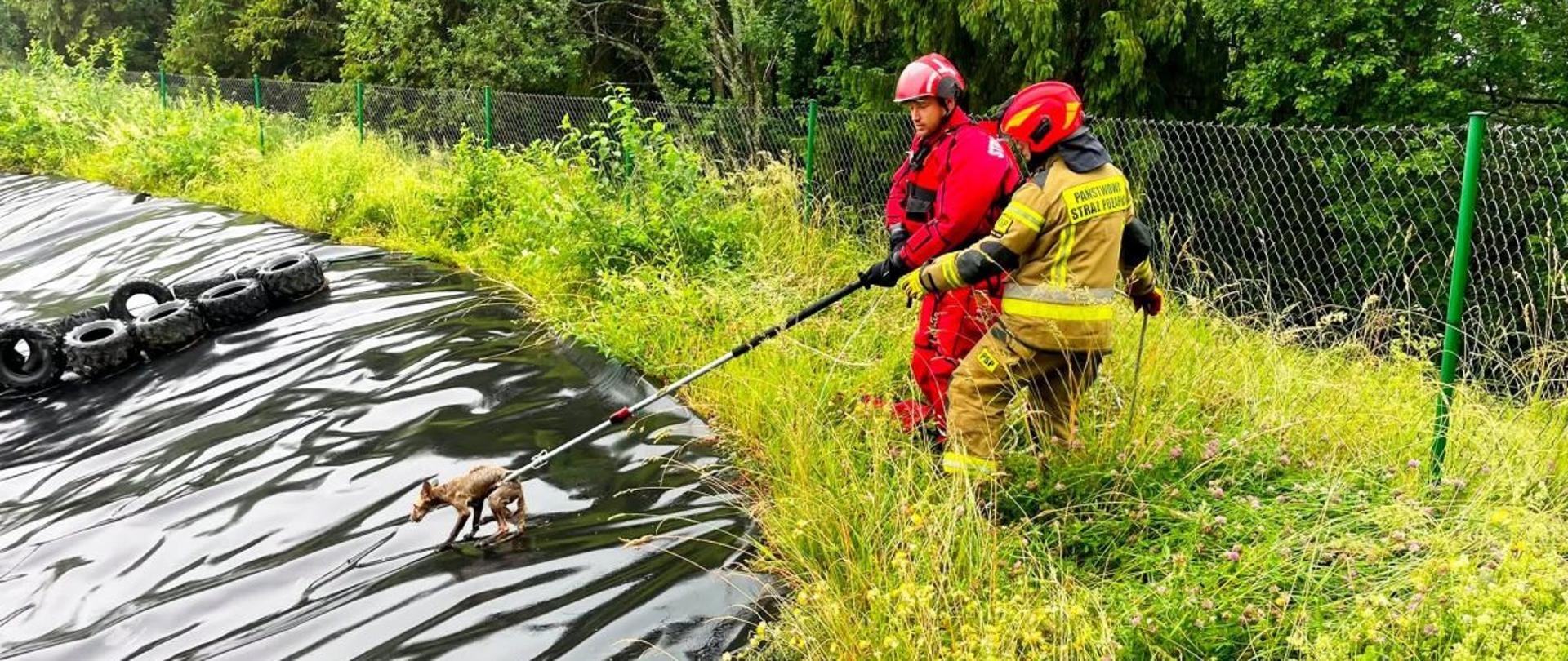 Zdjęcie przedstawia strażaka w skafandrze suchym oraz drugiego strażaka w ubraniu specjalnym którzy wyciągają przy użyciu chwytaka małego liska ze stawu. 