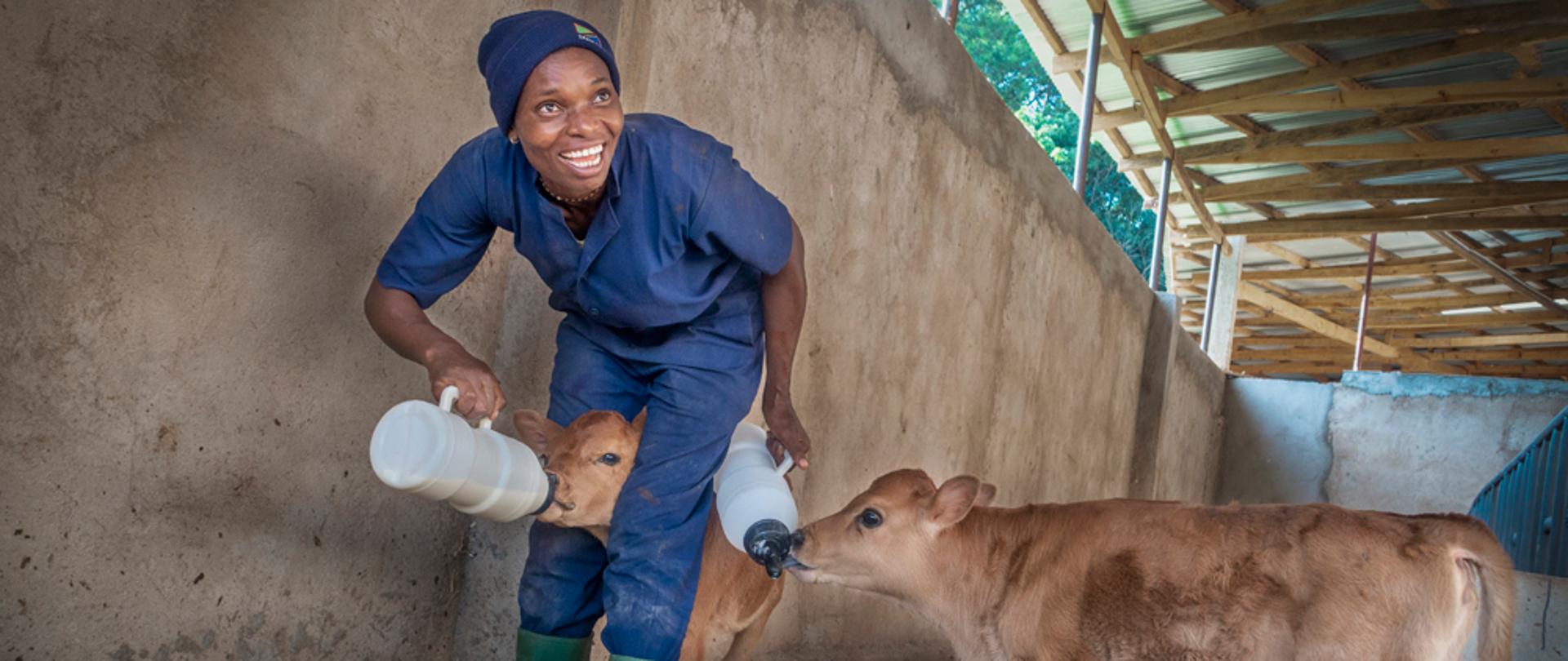 Uśmiechnięta kobieta poi dwa cielaczki 